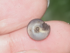 Landouria menorehensis