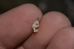 Cerithium columna