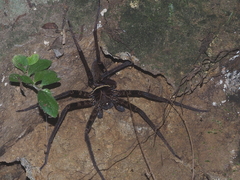 Heteropoda tetrica