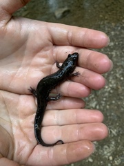 Desmognathus fuscus