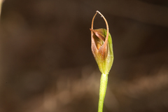 Pterostylis erecta