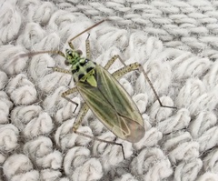 Oncotylus viridiflavus