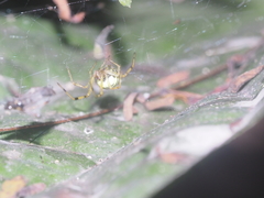 Theridion zonulatum