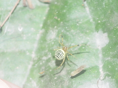 Theridion zonulatum