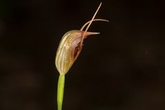 Pterostylis erecta