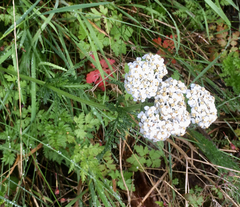 Achillea millefolium