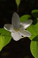 Bauhinia acuminata