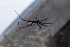 Latrodectus tredecimguttatus