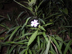 Impatiens platypetala