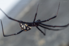 Latrodectus tredecimguttatus