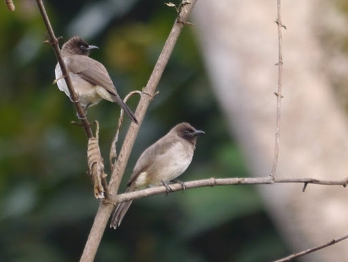 Common Bulbul