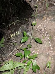 Andrographis paniculata