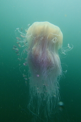 Cyanea nozakii