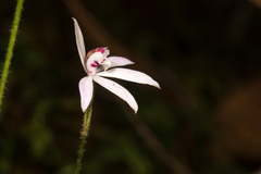 Caladenia picta