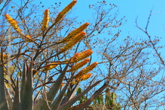 Aloe marlothii