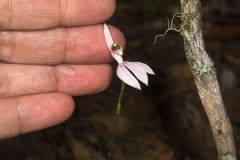 Caladenia picta