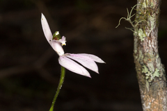 Caladenia picta