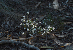 Leucopogon glacialis