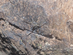 Spartaeus spinimanus