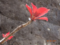 Hymenodictyon obovatum