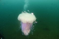 Cyanea nozakii