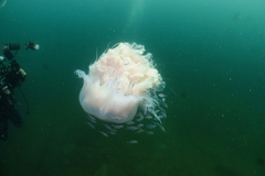 Cyanea nozakii