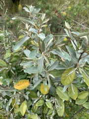 Elaeagnaceae