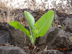 Ensete superbum