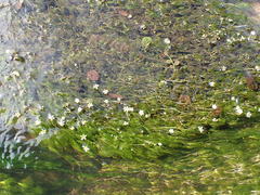 Ranunculus kauffmannii