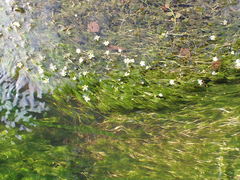 Ranunculus kauffmannii