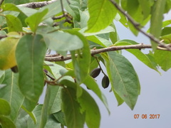 Terminalia chebula