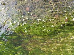 Ranunculus kauffmannii