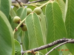 Bridelia retusa