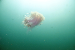 Cyanea nozakii