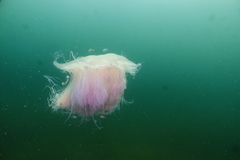 Cyanea nozakii