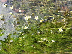Ranunculus kauffmannii
