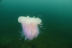 Cyanea nozakii