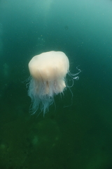 Cyanea nozakii