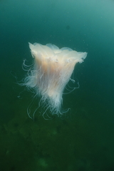 Cyanea nozakii