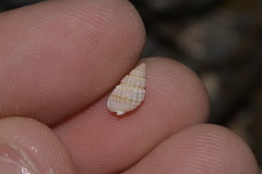 Nassarius nigellus