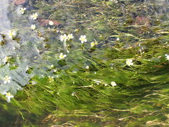 Ranunculus kauffmannii