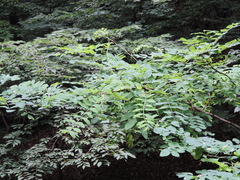 Gleditsia japonica