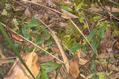 Arthrochilus prolixus