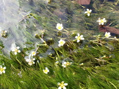 Ranunculus kauffmannii