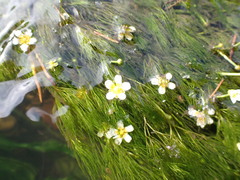 Ranunculus kauffmannii