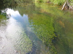 Ranunculus kauffmannii
