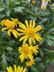 Euryops pectinatus