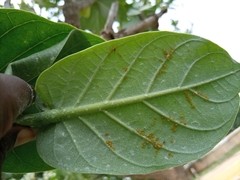 Calotropis procera