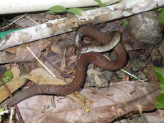 Gongylosoma baliodeira