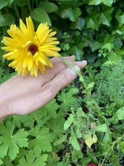 Calendula officinalis